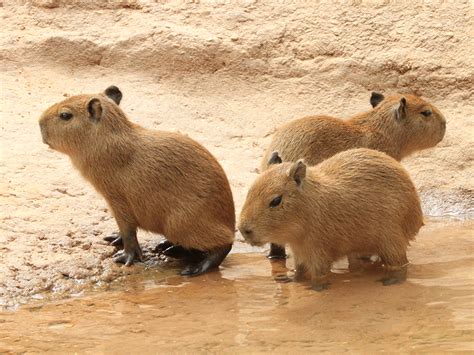 Capybara