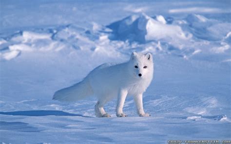 Arctic Fox wallpaper | 1920x1200 | #3604