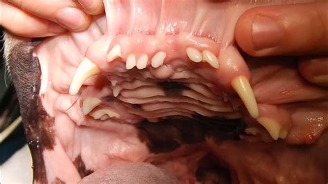 Bulldog EVERTED LARYNGEAL SACCULES Dr. Kraemer Vet4Bulldog - YouTube