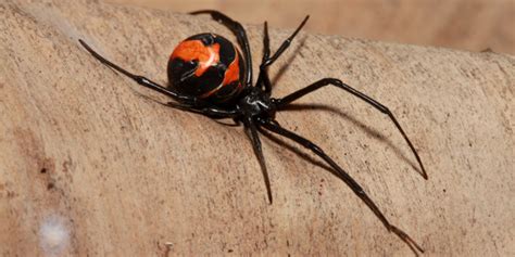 Some biting facts about redback spiders – Potatoes and the Promise of ...