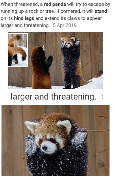 When threatened, a red panda will try to escape by running up a rock or ...