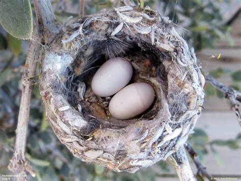 Hummingbird Nest Eggs