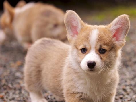 Top hơn 48 của hình nền chó corgi cute - Starkid