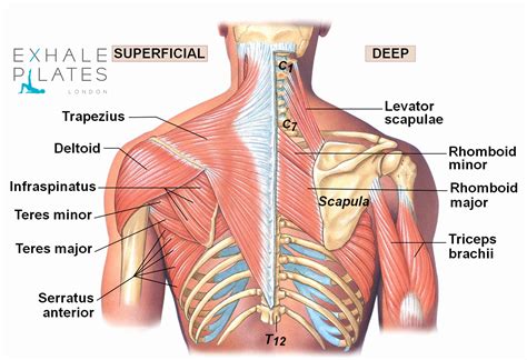 Diagram Shoulder Muscles . Diagram Shoulder Muscles Human Anatomy Back ...