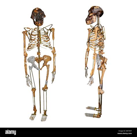 Lucy skeleton hi-res stock photography and images - Alamy