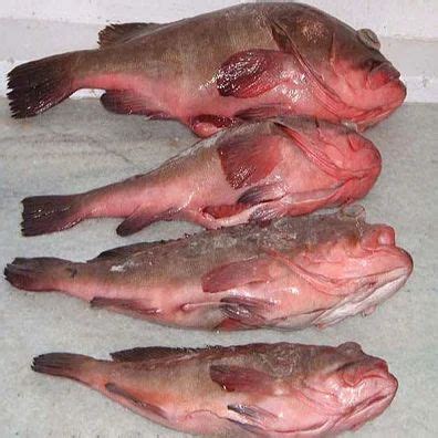 Reef Cod Fish at best price in Veraval by ARD Overseas | ID: 5705076855