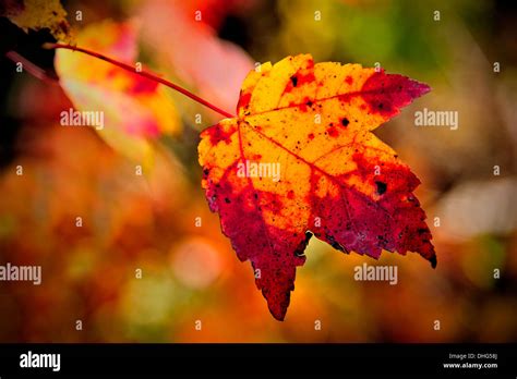 Maple leaf hi-res stock photography and images - Alamy