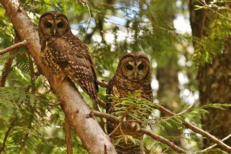 Despite Habitat Protection, Endangered Owls Decline in Mount Rainier ...