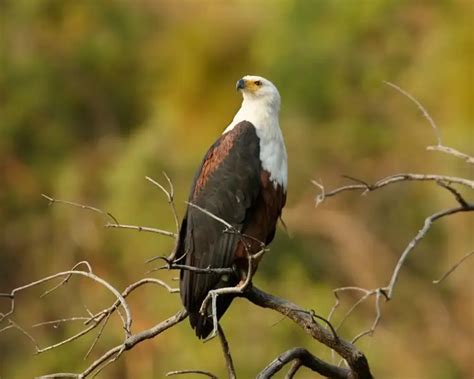 African Fish Eagle - Facts, Diet, Habitat & Pictures on Animalia.bio