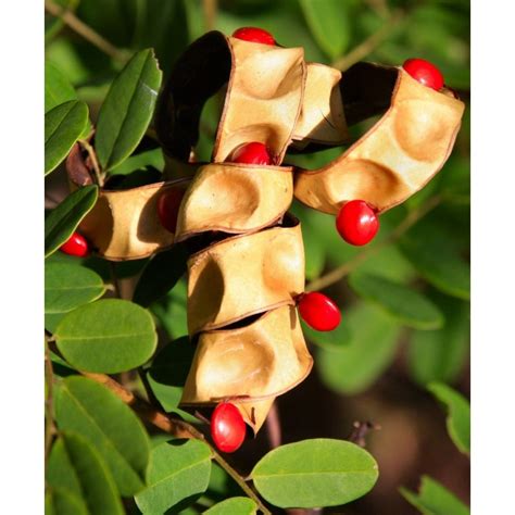 Red Sandalwood Seeds - Pterocarpus santalinus