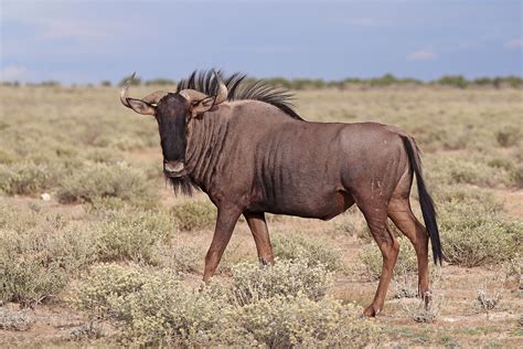 Etosha Pan Halophytics | One Earth