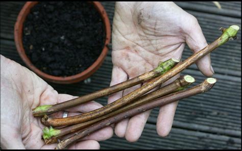 Winter jobs: how to take hardwood cuttings and grow more of your best shrubs and trees | The ...