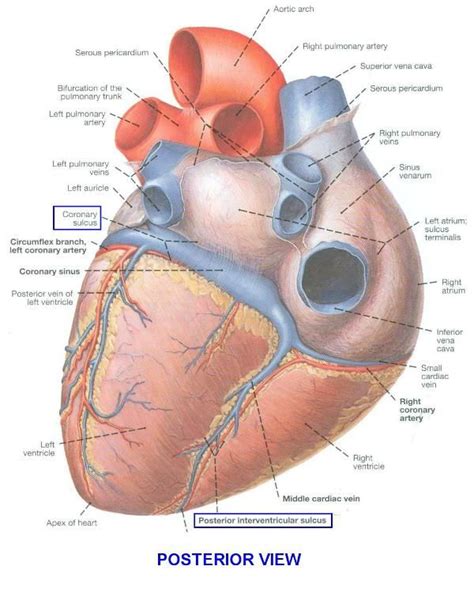 sulci...coronary sulcus, interventricular sulcus | Heart anatomy, Human ...