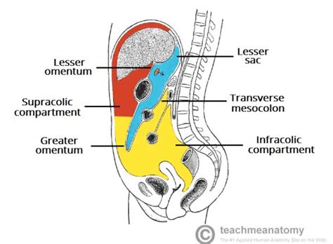 The Peritoneal Cavity - Greater Sac - Lesser Sac - TeachMeAnatomy