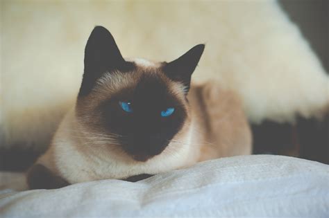 Siamese cat, Cat, Siamese, Blue-eyed HD wallpaper | Wallpaper Flare