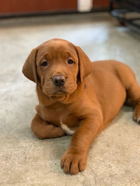 Fox Red Labrador puppy | Cute lab puppies, Fox red labrador, Baby dogs