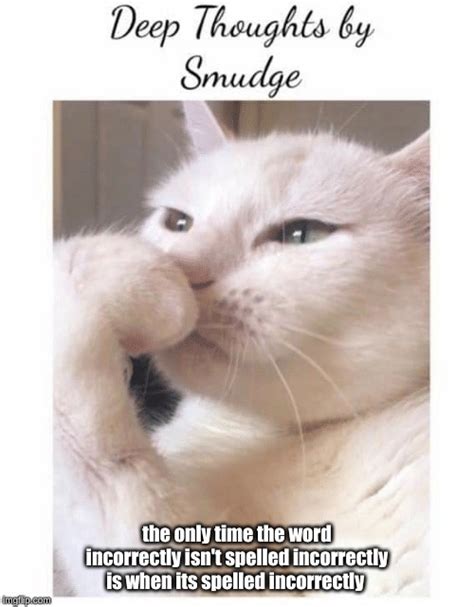 deep thoughts with smudge - Imgflip