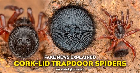 Fake News Explained: Cork-Lid Trapdoor Spiders - Macro Photography by ...