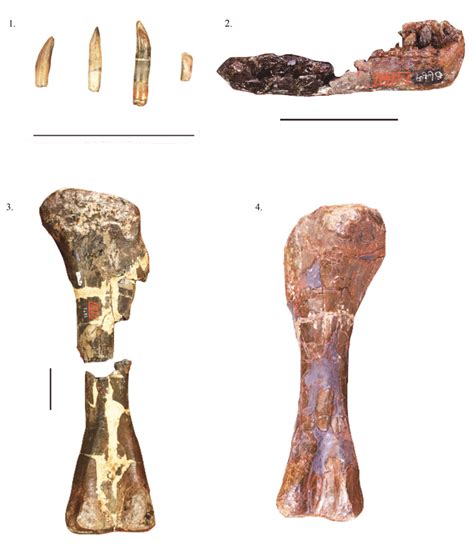 Selected elements of Astrodon johnstoni. Teeth (1), mandible with teeth ...