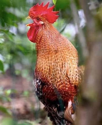 Ayam Jantan Berkokok 200 Kali Sehari, Pasangan Suami Isteri Failkan ...