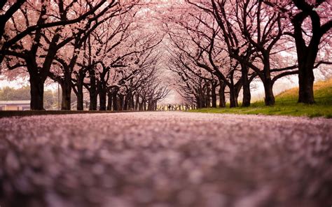 Cherry Blossom Tree Wallpaper (60+ images)