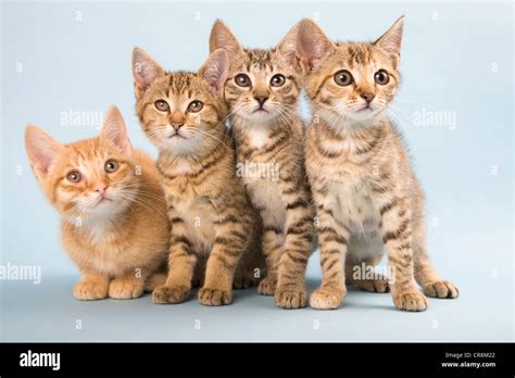 Cats four animals hi-res stock photography and images - Alamy