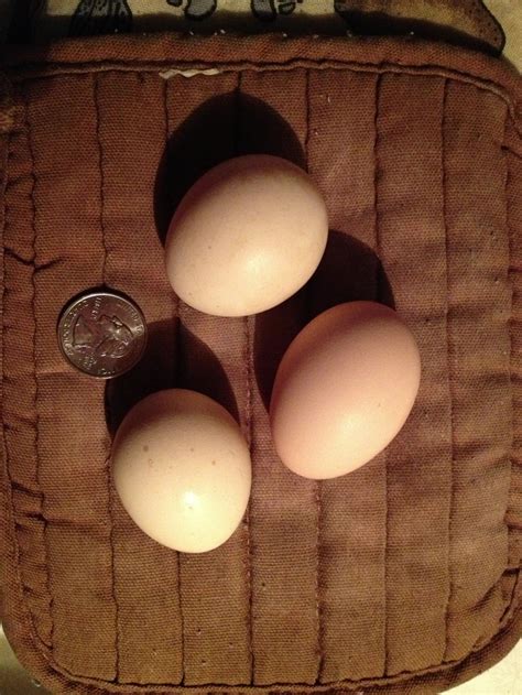 Bantam chicken eggs #chickens #eggs #bantams #citychicks # ...