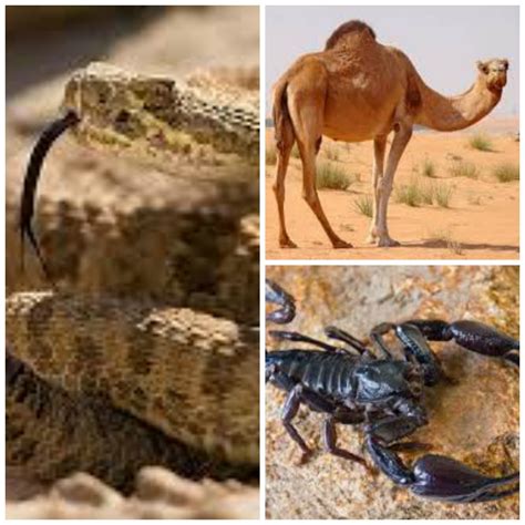 Sintético 93+ Foto Imagenes De Los Animales Del Desierto Mirada Tensa