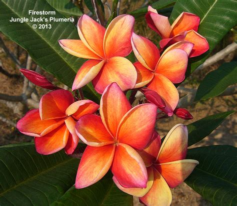 Firestorm: A brilliant rainbow plumeria with an excellent scent to match. Medium growth habit ...