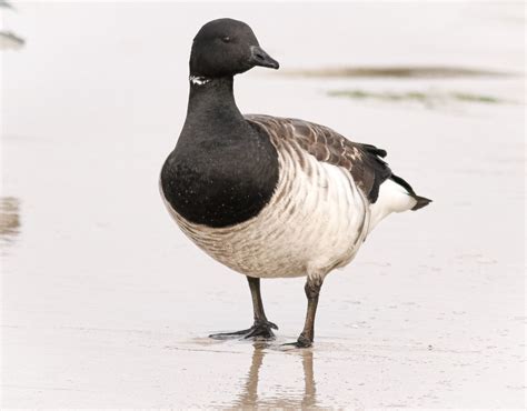 Brant Goose - Profile | Facts | Call | Sound | Band | Range | Fly ...