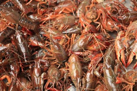 Lobster Farming; Culture for Maximum Profit in India | Agri Farming