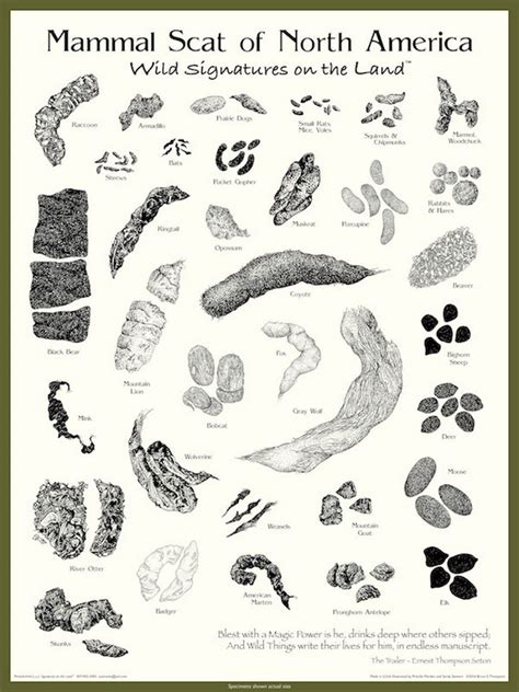 Mammal Scat of North America Poster: Wild Signatures on the Land