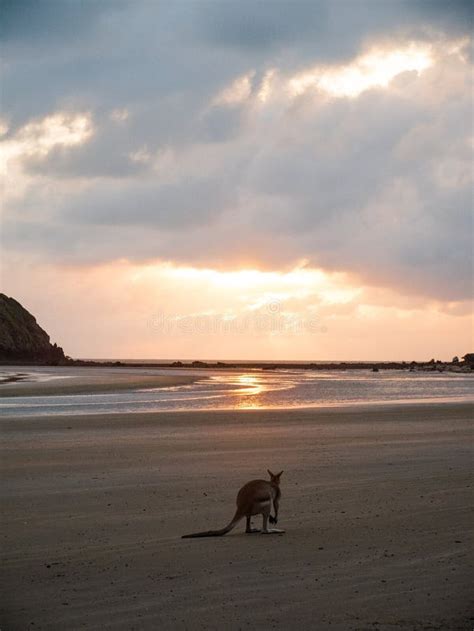 Kangaroos at the Beach during Sunrise, Cape Hillsborough Stock Photo - Image of beach ...