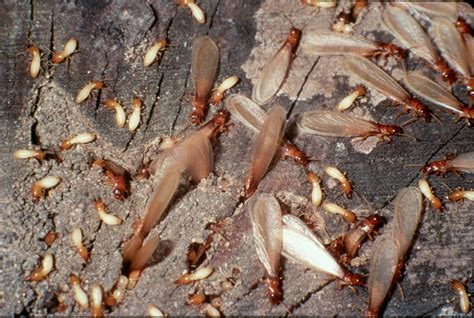 Termite swarming season begins in Alabama - The Madison Document