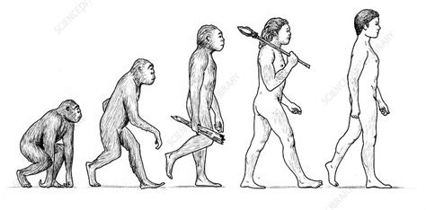 Evolution of Man - Stock Image - C042/6929 - Science Photo Library