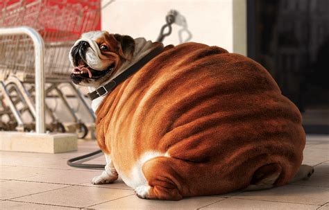 Fattest Dog In The World 2022