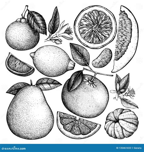 Vintage Ink Hand Drawn Collection of Citrus Fruits. Vector Drawings ...