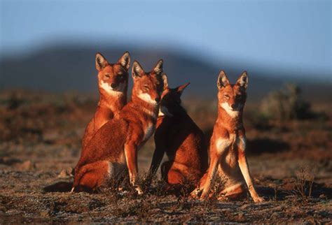 Ethiopian Wolf Conservation Programme – Restore Our Planet