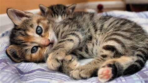 Tabby Kitten Full HD Wallpaper and Background Image | 1920x1080 | ID:323963