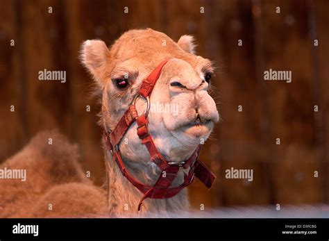 dromedary, Arabian camel, Camelus dromedarius Stock Photo - Alamy