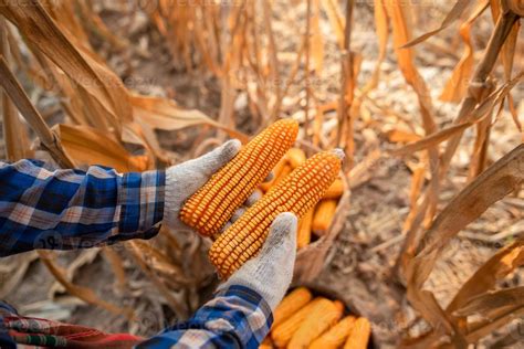 The hands of the farmers are harvesting corn Farmer harvest ideas for growing corn 8071856 Stock ...