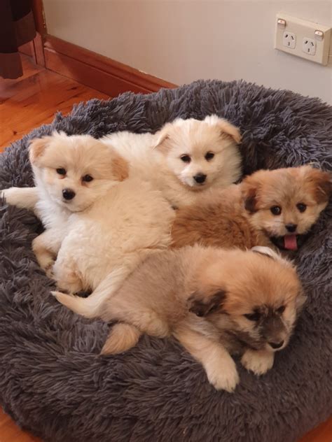 Maltese x Pomeranian puppies for sale