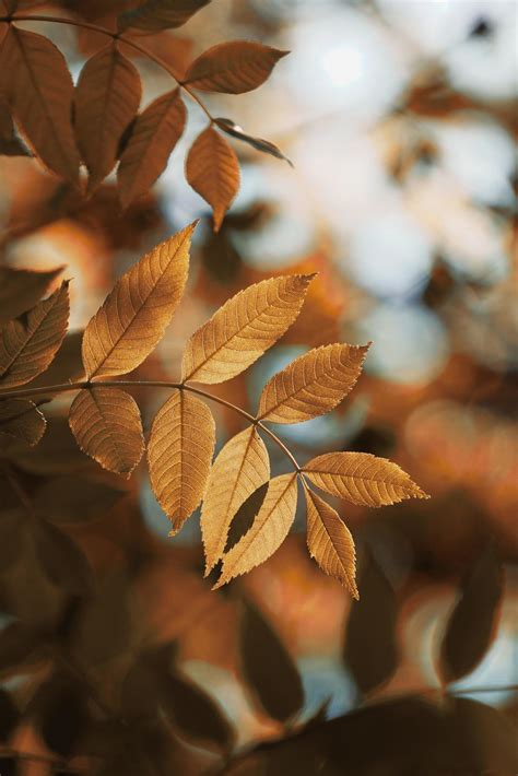 brown tree leaves in autumn season 8696722 Stock Photo at Vecteezy