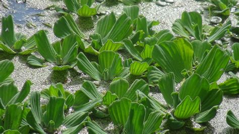 Laitues d'eau (Pistia stratiotes) Plante flottante pour aquarium ...