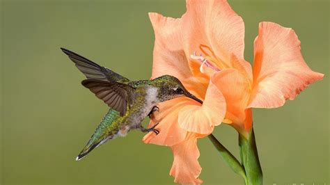 Attracting hummingbirds | flowers that hummingbirds can't resist. - YouTube