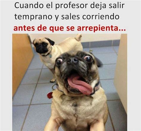 Pin de JuakoSVQ en Memes | Perro pug bebes, Perros graciosos, Chistes ...