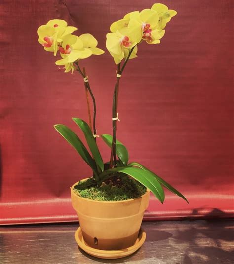 Yellow phalaenopsis orchid planting in terracotta by Richard Salome ...