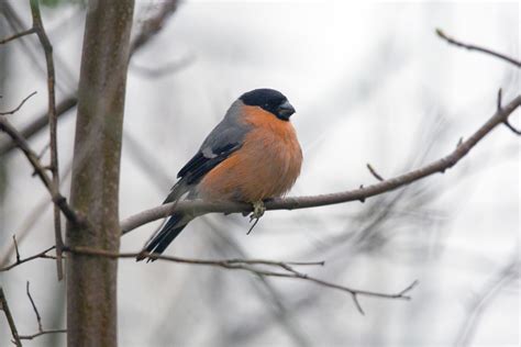 Eurasian Bullfinch Bird Free Stock Photo - Public Domain Pictures