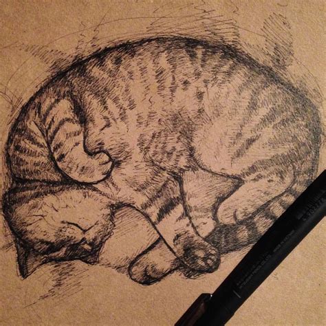 Pencil Drawings Of Cats Sleeping