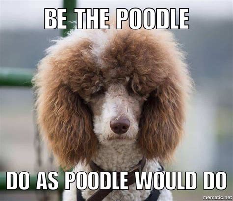 50+ Poodle Memes